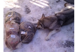 15.02.2020 - навестили подопечных Домашнего приюта Анны Агапитовой. Хвостики получили порцию мясных вкусняшек и просили передать, что очень хотят найти добрых любящих мам-пап! Тел. Анны: 8-902-310-11-12