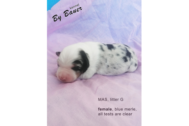 Девочка с ОРАНЖЕВЫМ ошейничком, окрас голубой мерль, возраст 3 дня