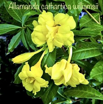 Allamanda cathartica williamsii / Алламанда желтая махровая