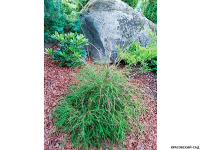 Туя Филиформис - Filiformis