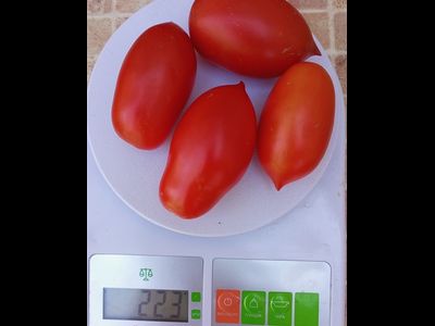 Король Гумберт (Roi Humbert)