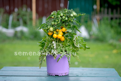 Томат микро гном Бушмен Желтый , 10 шт.