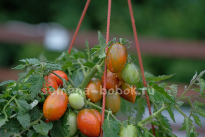 Томат Tumbling Tiger (Тамблинг Тайгер), 10 шт