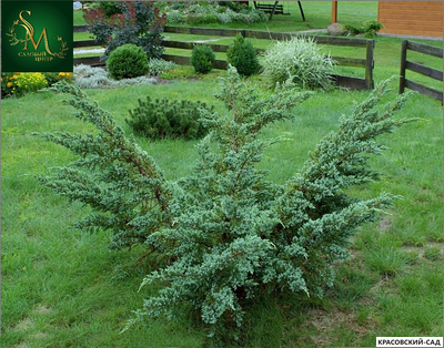 Можжевельник Майер