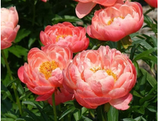 Пион CORAL SUPREME, ОКС, 3-5 почек