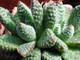 Crassula Ausensis ssp. Titanopsis - Крассула аусиензис вар. титанопсис, миниатюрная крассула