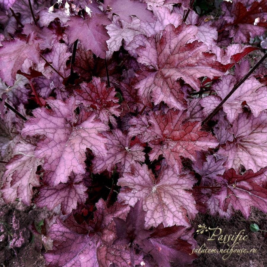 Heuchera 'Amethyst Myst'