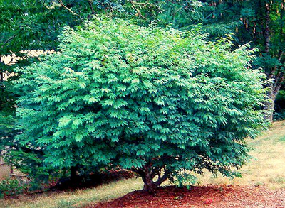 Бересклет крылатый Compactus