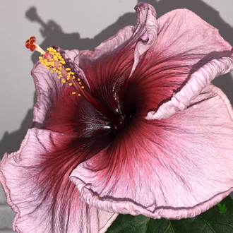 Гибискус Grape cola