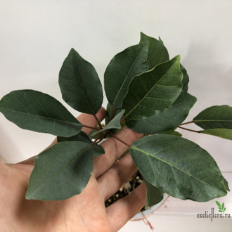 Фикус Буркеи / Ficus burkei
