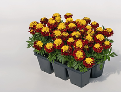 СУПЕР ХИРОУ ХАРМОНИ 6 ШТ