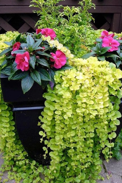 Вербейник ампельный (кашпо)