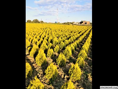 Туя Голден Смарагд - Golden Smaragd