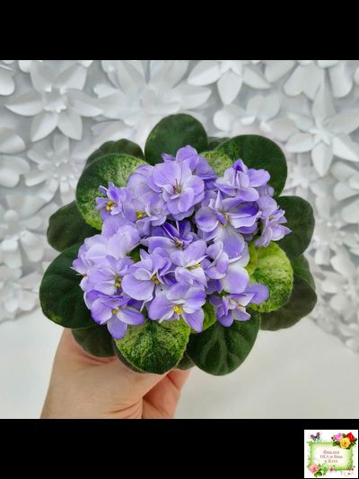 Rob's Wascally Wabbit (R. Robinson) (10983) 05/16/2018