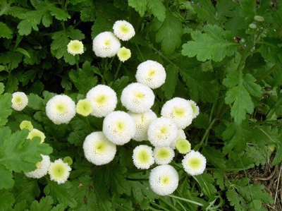 "Матрикария" силиконовый молд