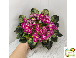 Mac's Scorching Sun (G. McDonald) (лист посажен 29.10.25)