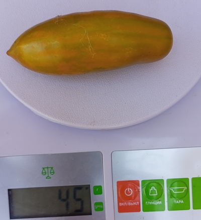 Томат Зеленая сосиска (Green Sausage, Грин Сосидж)