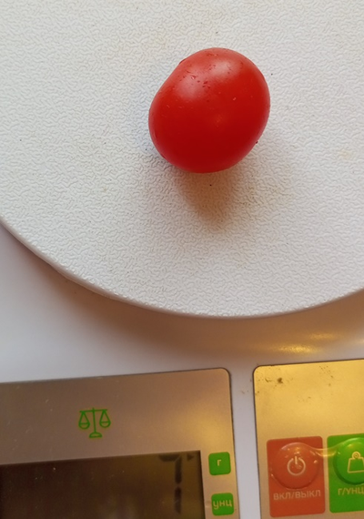 Томат Принц Баяя (Prince Bajaja)