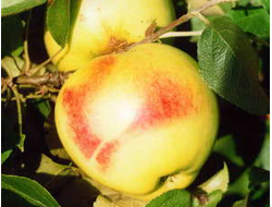 Рая (яблоня)