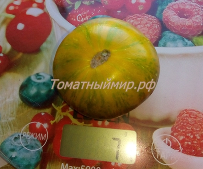 Томат гном Полосатый Джереми (Dwarf Jeremy’s Stripes), США