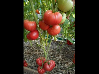 Томат Сердце Америки