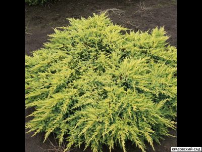 Можжевельник обыкновенный Мейер в сетке и мешковине готова к доставке - Красовский-Сад.рф