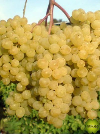 Русбол (кишмиш)