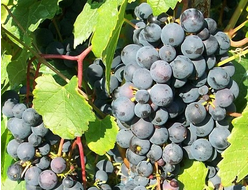 Виноград Мариновский, C7