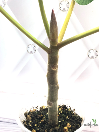 Ficus Vasta / фикус Васта