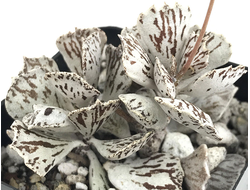 Kalanchoe Rhombopilosa - Каланхоэ ромбопилоза, Каланхоэ ромболистное