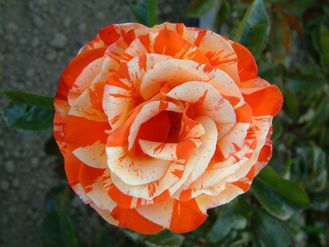 Оранж Интуишн (Orange Intuition) роза , ЗКС