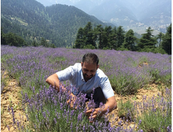 Лаванда горная (Lavandula angustifolia), Кашмир 1 г абсолю
