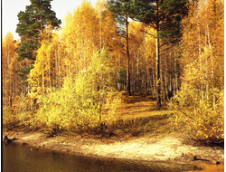 Купить греющую картину с фото осенний лес-2