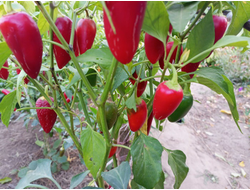 Перец острый Jalapeno Craig's Grande