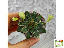 Н-Капелька (Н. Бердникова)