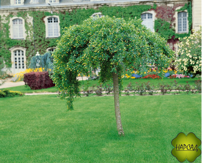 КАРАГАНА ДРЕВОВИДНАЯ (АКАЦИЯ) НА ШТАМБЕ 1,6 м