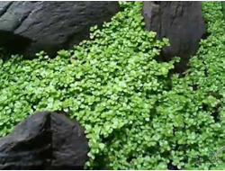 HEMIANTHUS СALLITRICHOIDES "CUBA"/ ХЕМИАНТУС КАЛЛИТРИХОИДЕС "КУБА" (меристемный)