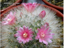 Mammillaria bocasana v.roseiflora - 5 семян