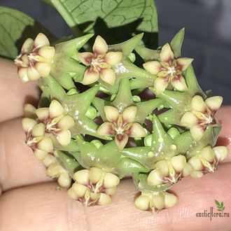 Hoya Amrita Pink