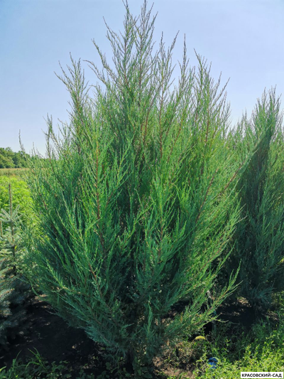 Можжевельник СкайРокет 5 метров