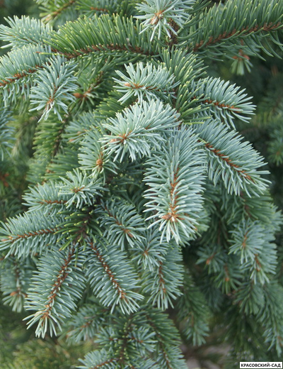 Ель колючая Ретрофлекса - Retroflexa