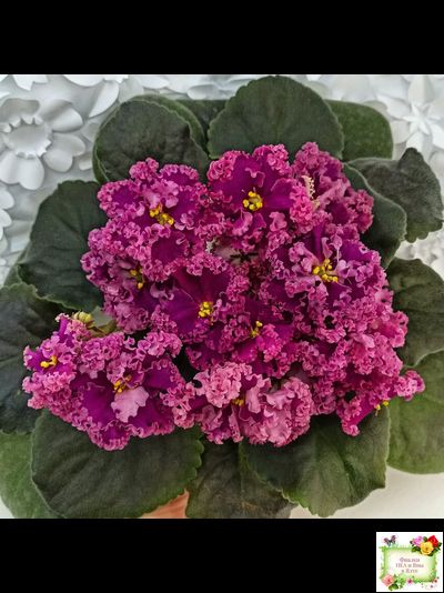 ЛФ-Дарья (Л.Федосеева) 2017 г. (пасынок укоренённый)