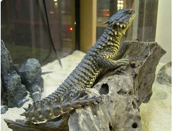 Поясохвост гигантский (Cordylus giganteus)