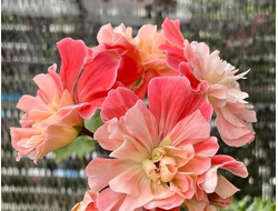 Пеларгония  Lili's Florella