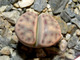 Lithops dinteri ssp.multipunctata  - 10 семян