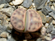 Lithops dinteri ssp.multipunctata  - 5 семян