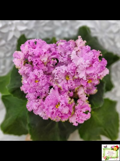 НД-Розовая Скумпия (Н. Данилова-Суворова) 2022 г.