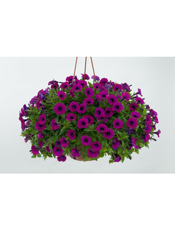 АМПЕЛЬНЫЕ РАСТЕНИЯ 2025