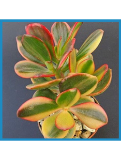 Crassula ovata 'Hummel's Sunset Variegata'