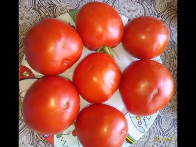 Томат Командор Фортуна